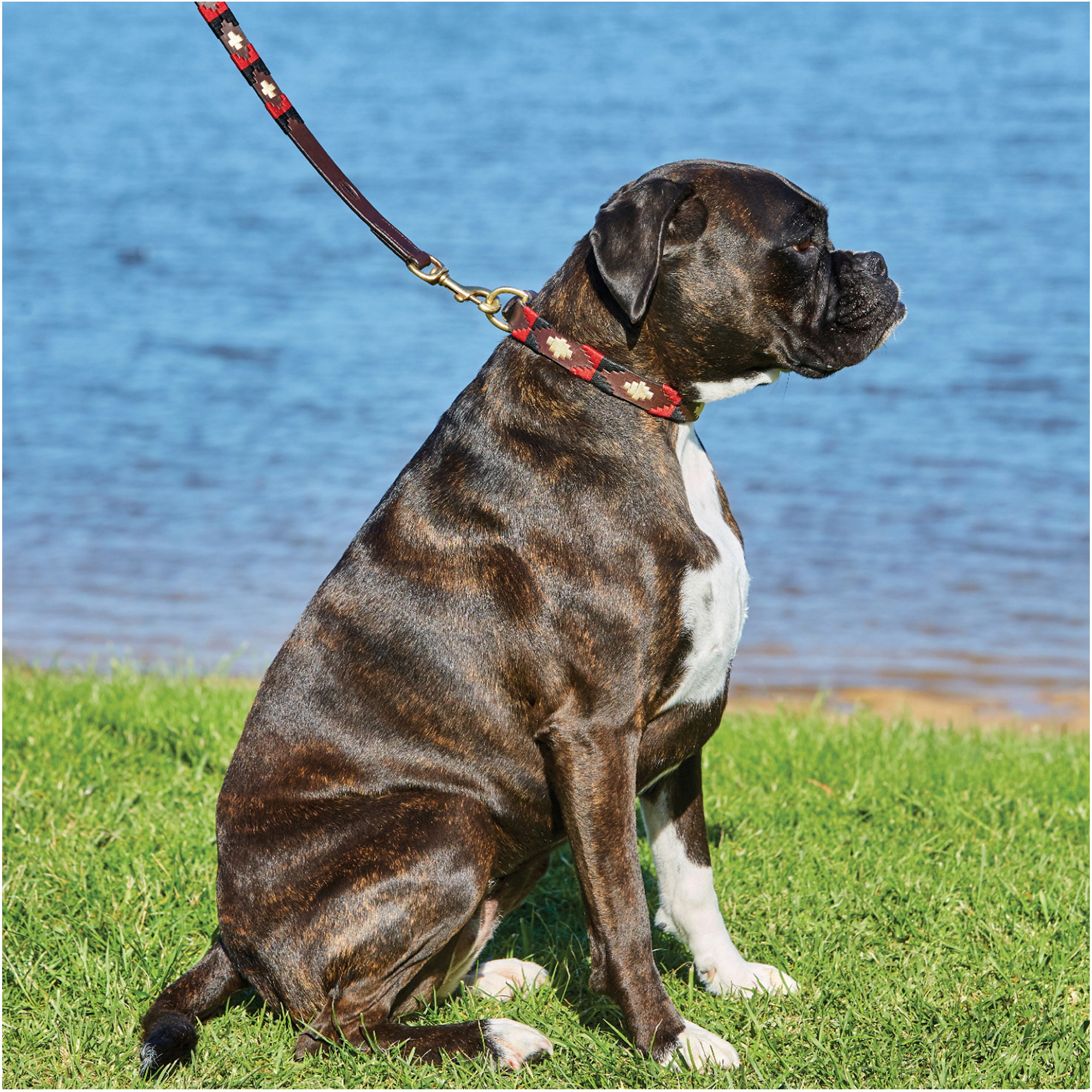 Weatherbeeta Polo Leather Dog Collar 10016990 - Cowdray Brown Black Red